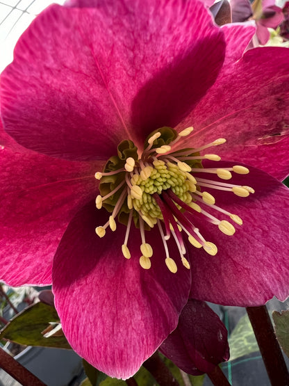 x1 Helleborus Frostkiss Anna's Red - 19cm/3Litre