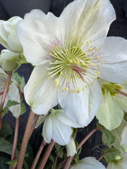 x1 Helleborus Molly's White - 19cm/3Litre