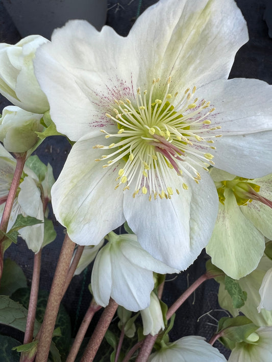 x1 Helleborus Molly's White - 19cm/3Litre