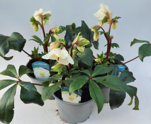 x1 Helleborus Ice n Roses White - 19cm/3Litre