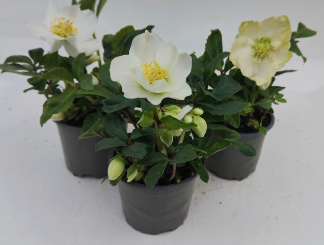 x3 Helleborus Advent Star 10.5cm/9cm