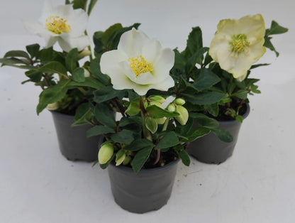 x3 Helleborus Advent Star 10.5cm/9cm