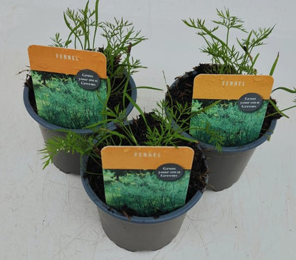 x3 Fennel Sweet - Aromatic Herb 10.5cm/9cm
