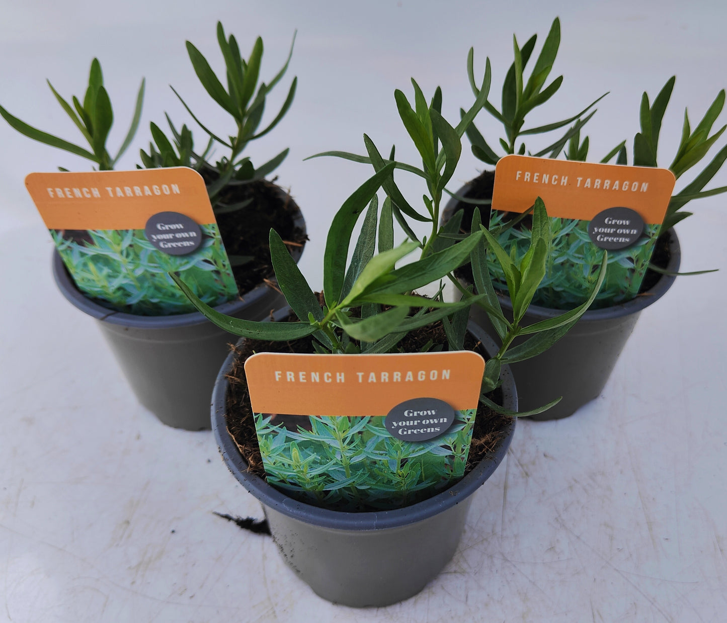 x3 French Tarragon - Aromatic Herb 10.5cm/9cm