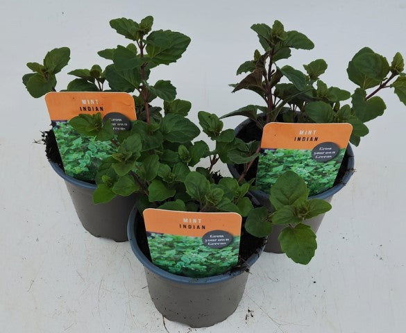 x3 Mint Indian - Aromatic Herb 10.5cm/9cm