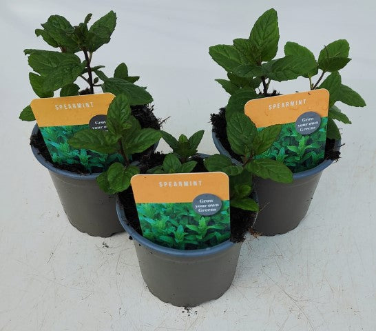 x3 Mint Spearmint - Aromatic Herb 10.5cm/9cm