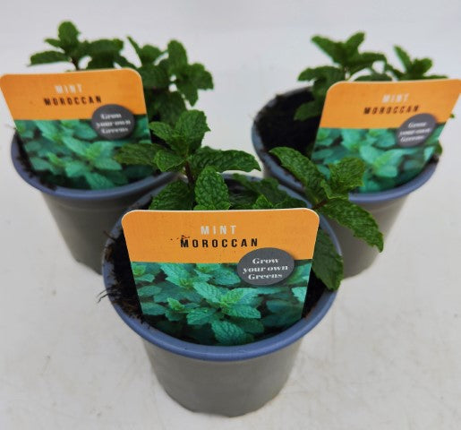 x3 Mint Moroccan - Aromatic Herb 10.5cm/9cm