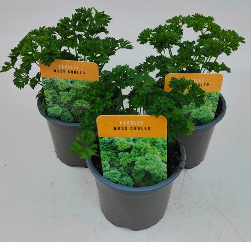 x3 Parsley Curled Leaf - Aromatic Herb 10.5cm/9cm