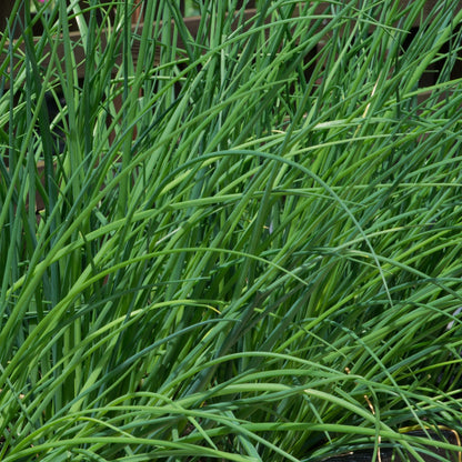 x3 Chives - Aromatic Herb 10.5cm/9cm