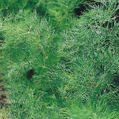 x3 Dill - Aromatic Herb 10.5cm/9cm