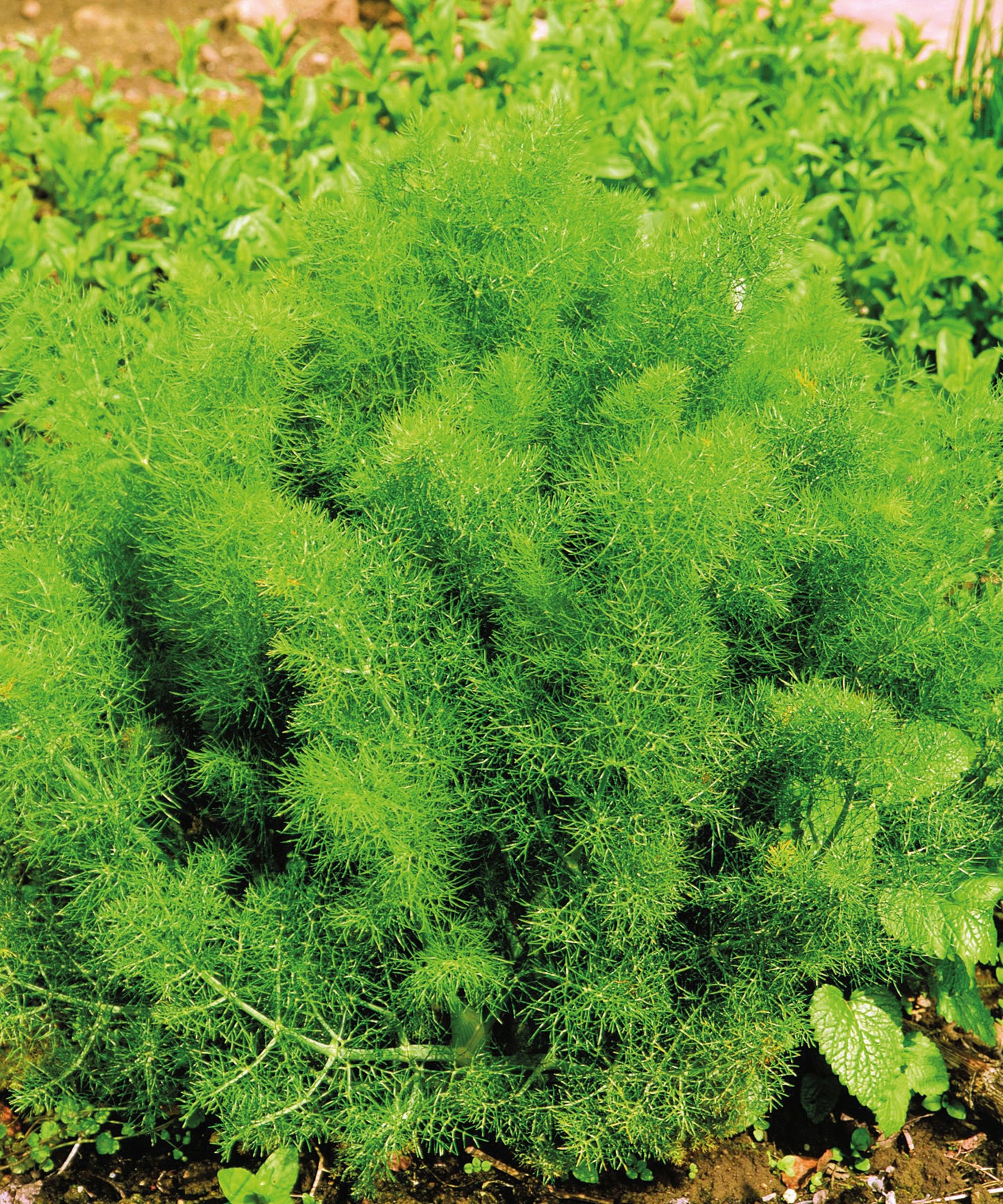 x3 Fennel Sweet - Aromatic Herb 10.5cm/9cm