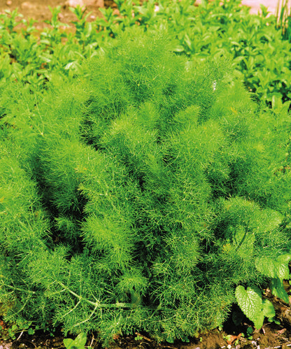 x3 Fennel Sweet - Aromatic Herb 10.5cm/9cm
