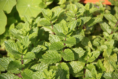 x3 Mint Moroccan - Aromatic Herb 10.5cm/9cm