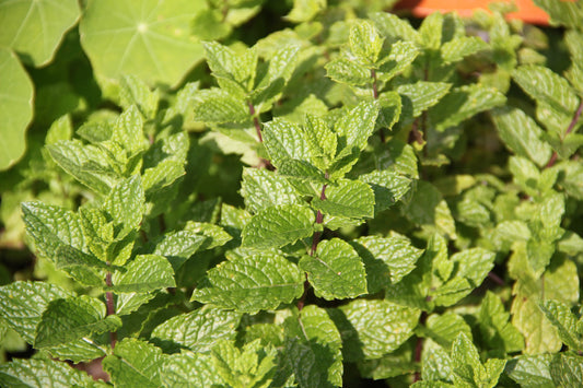 x3 Mint Moroccan - Aromatic Herb 10.5cm/9cm