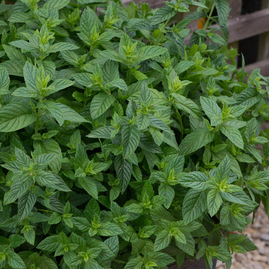 x3 Mint Spearmint - Aromatic Herb 10.5cm/9cm