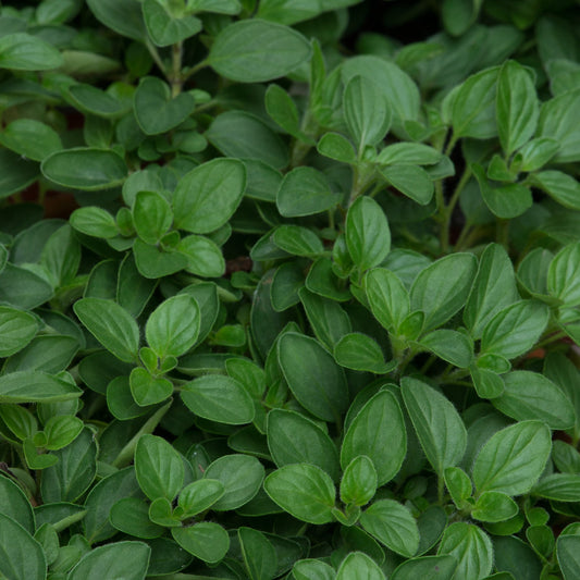 x3 Oregano - Aromatic Herb 10.5cm/9cm