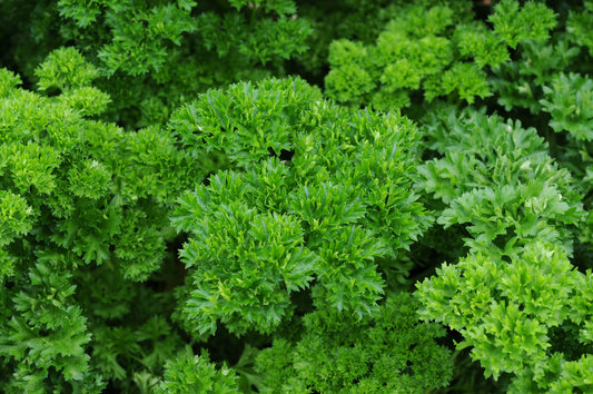 x3 Parsley Curled Leaf - Aromatic Herb 10.5cm/9cm