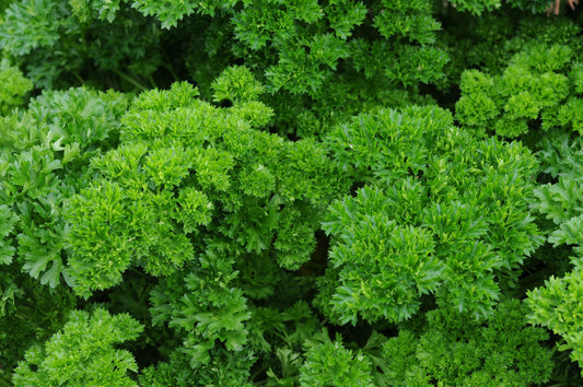 x10 Parsley Curled - Vegetable Transplants