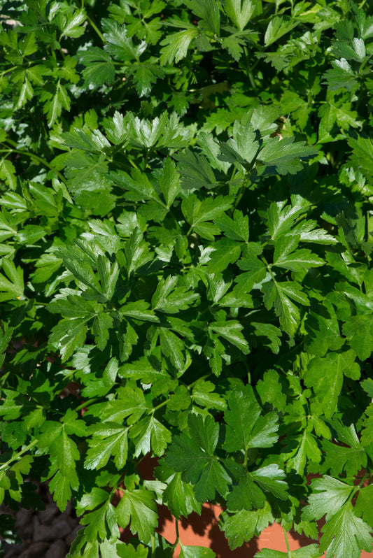 x3 Parsley Flat Leaf - Aromatic Herb 10.5cm/9cm