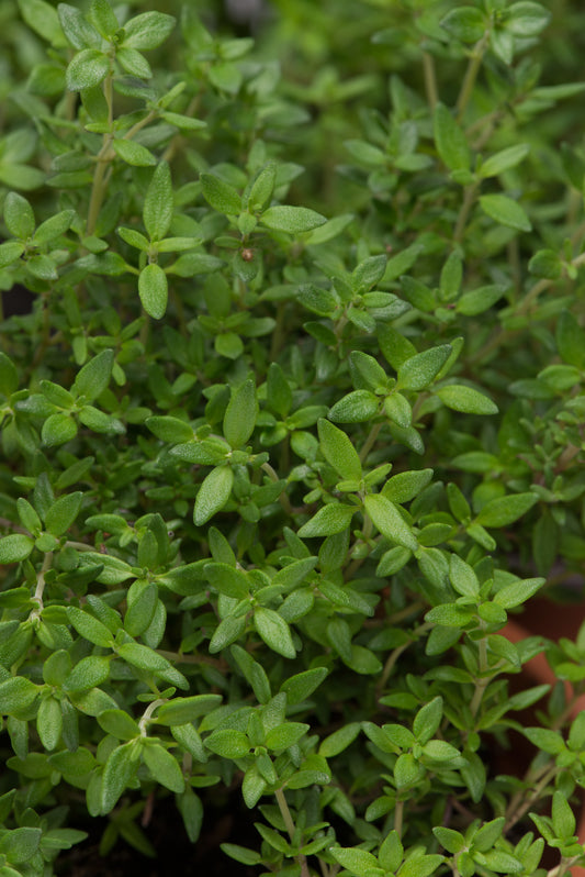 x3 Thyme - Aromatic Herb 10.5cm/9cm