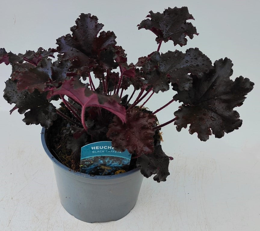 x1 Heuchera Black Taffetta 17cm/2Litre
