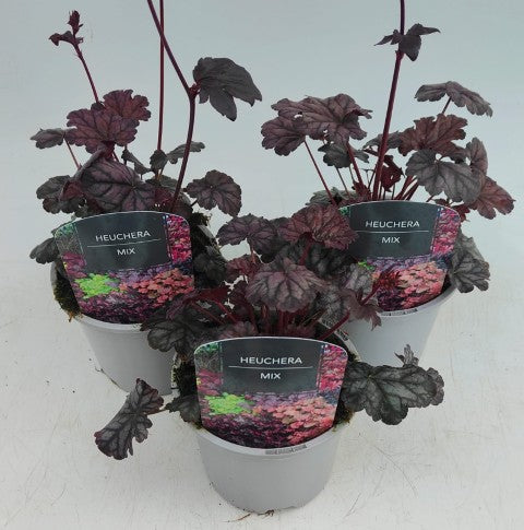 x2 Heuchera Blackberry Jam 13cm/1 Ltr