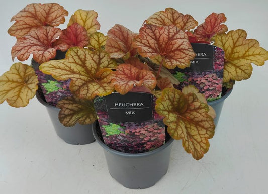 x2 Heuchera Changeling 13cm/1 Ltr