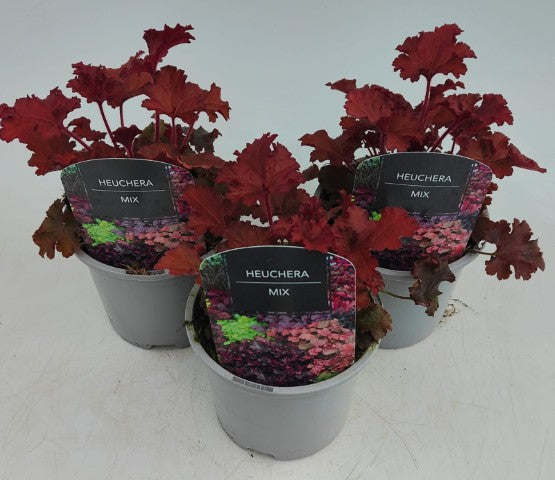 x2 Heuchera Fire Chief 13cm/1 Ltr