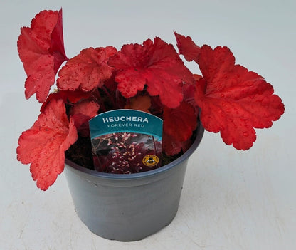 x1 Heuchera Forever Red 17cm/2Litre