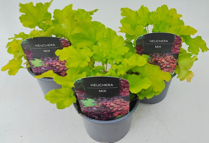 x2 Heuchera Lime Marmalade 13cm/1 Ltr