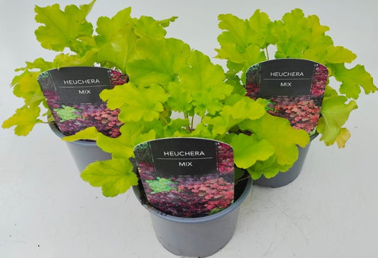 x2 Heuchera Lime Marmalade 13cm/1 Ltr