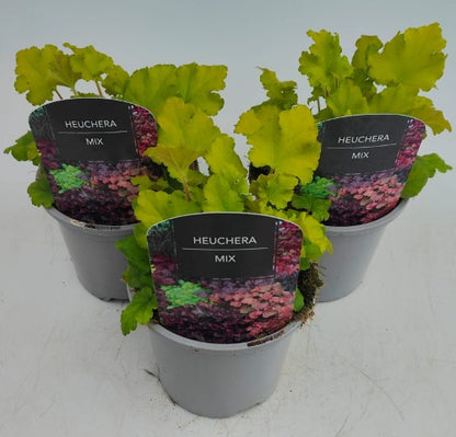 x2 Heuchera Lime Marmalade 13cm/1 Ltr