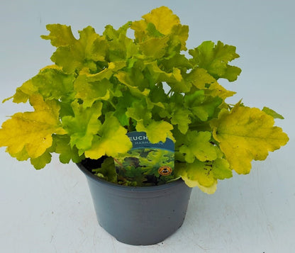 x1 Heuchera Lime Marmalade 3Ltr pot