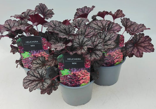 x2 Heuchera Little Cuties Frost 13cm/1 Ltr