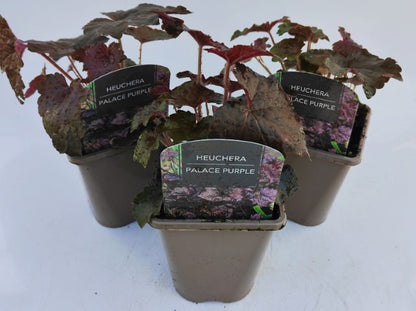 x2 Heuchera Palace Purple 13cm/1 Litre