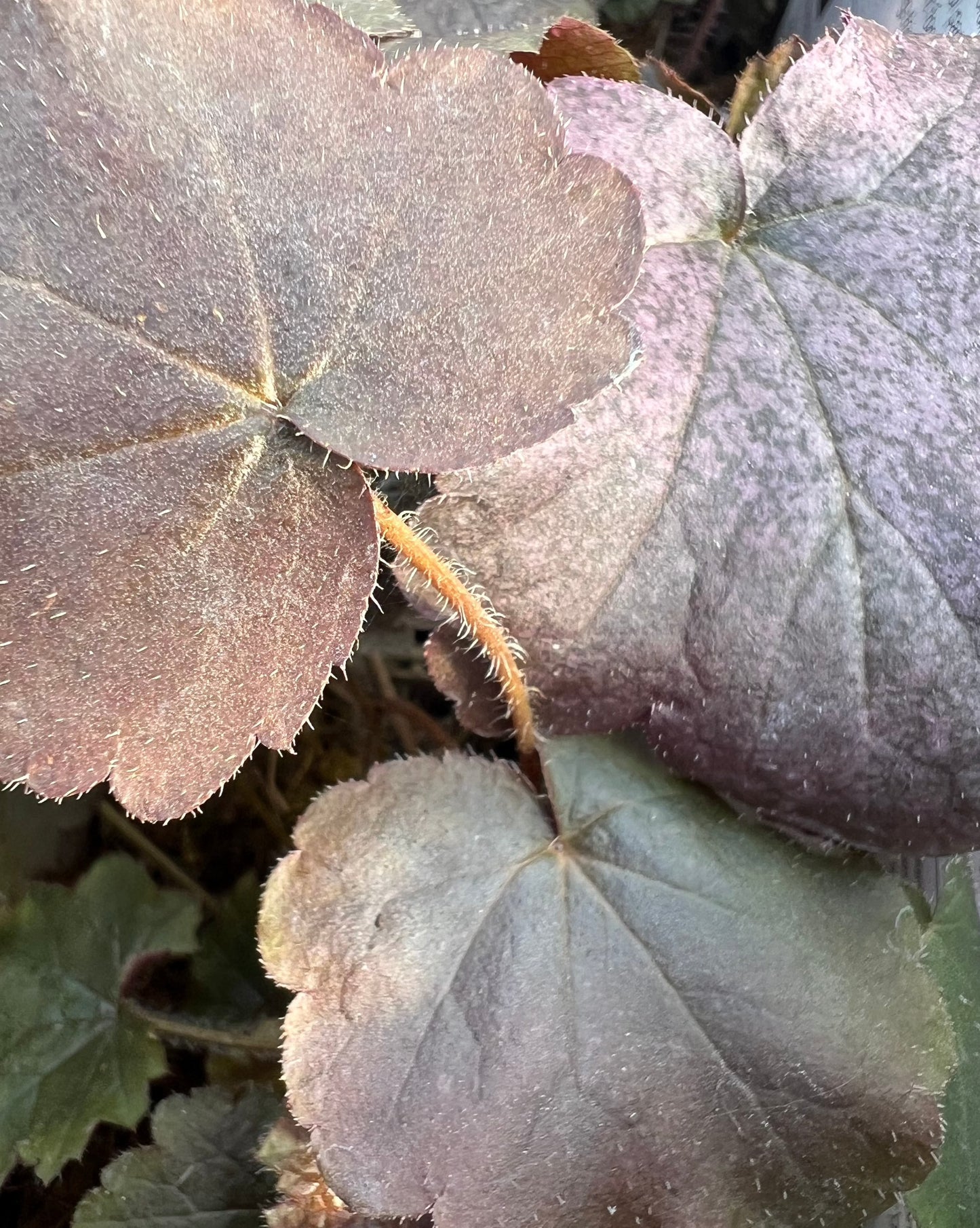 x2 Heuchera Palace Purple 13cm/1 Litre