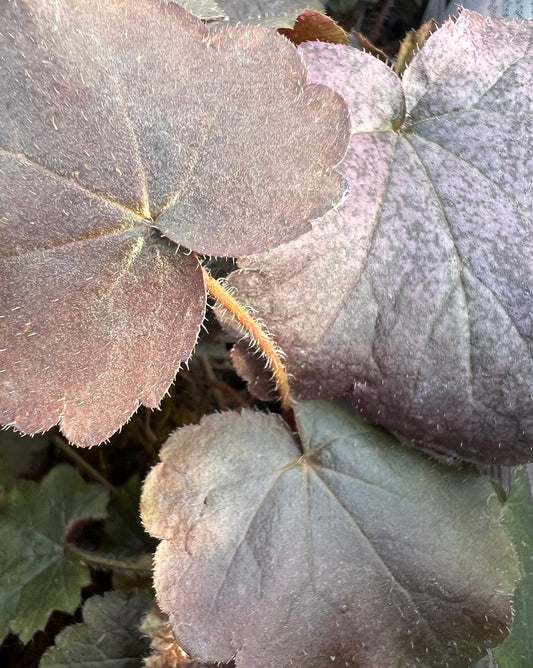 x2 Heuchera Palace Purple 13cm/1 Litre