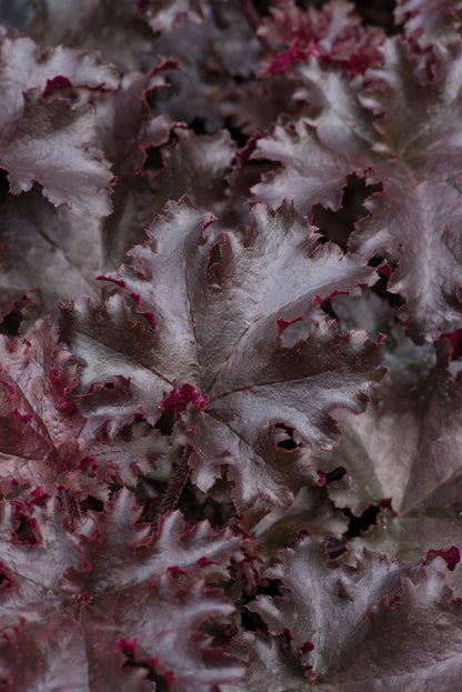 x1 Heuchera Black Taffetta 17cm/2Litre