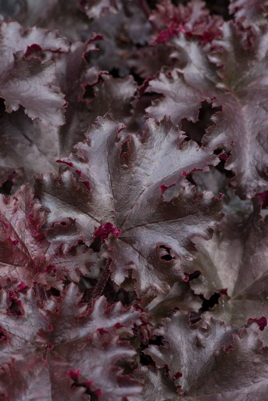 x1 Heuchera Black Taffetta 17cm/2Litre