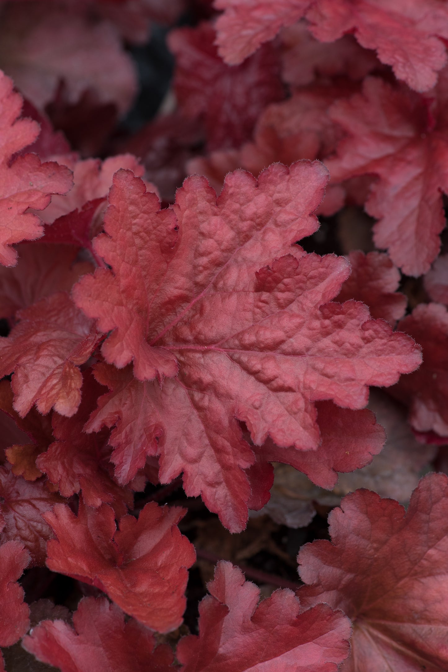 x1 Heuchera Forever Red 17cm/2Litre
