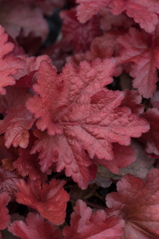 x1 Heuchera Forever Red 17cm/2Litre