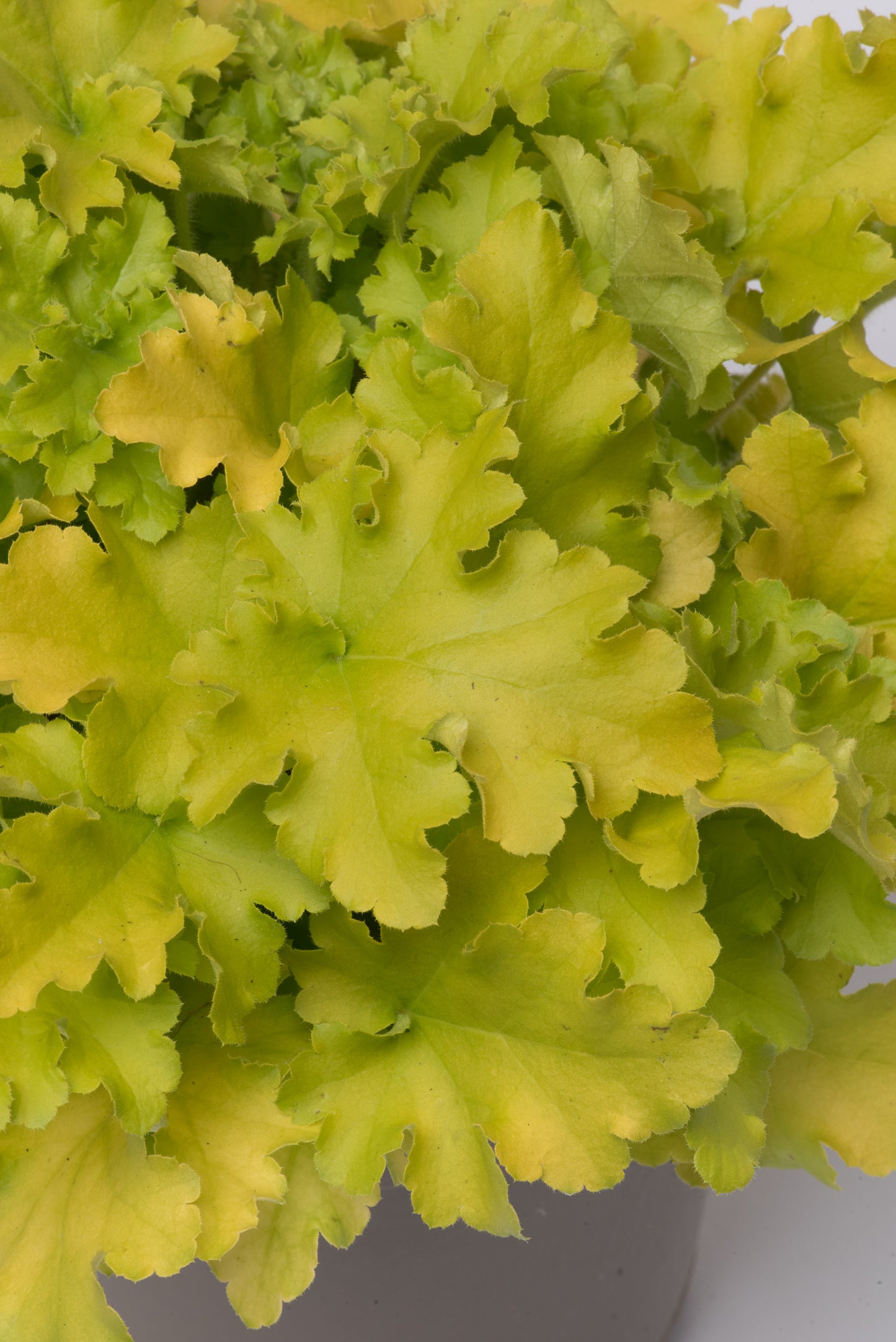 x1 Heuchera Lime Marmalade 3Ltr pot