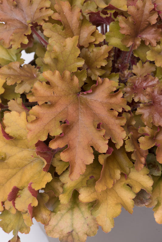 x1 Heuchera Marmalade 17cm/2Litre