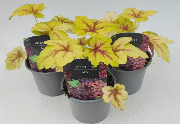 x2 Heucherella Gold Zebra 13cm/1 Ltr