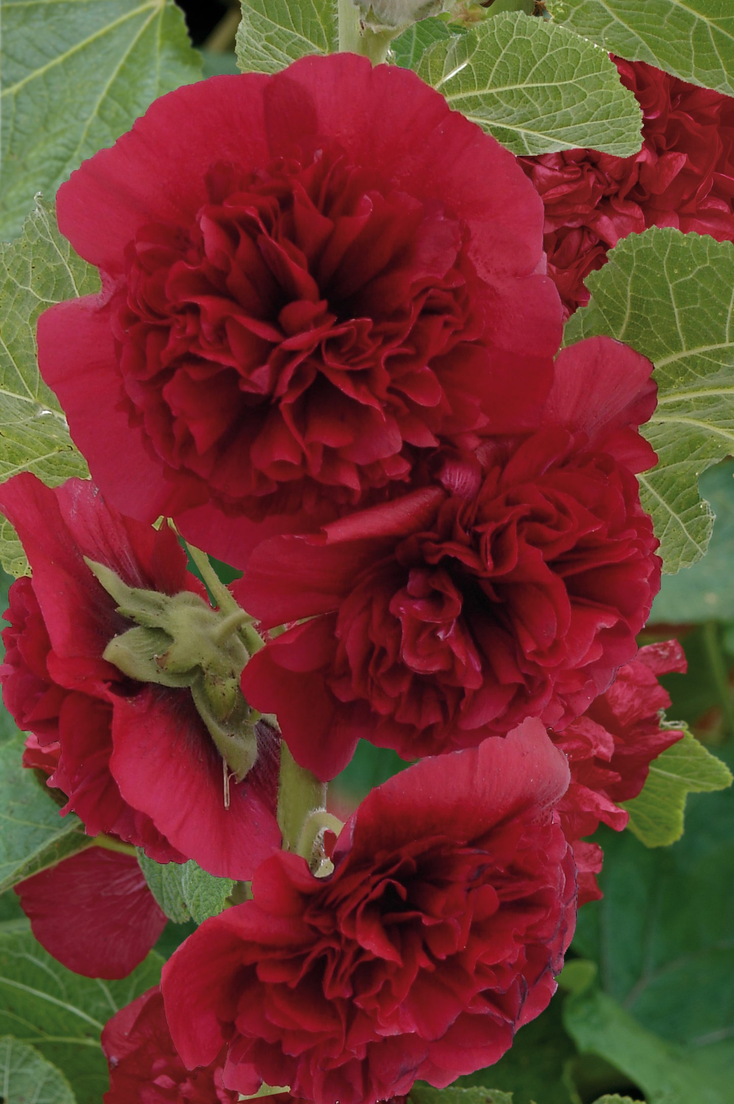 x1 Hollyhock Chaters Maroon 19cm/3Ltr