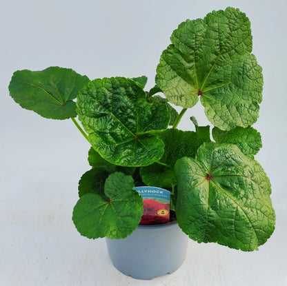 x1 Hollyhock Chaters Maroon 19cm/3Ltr