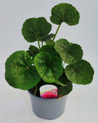 x1 Hollyhock Chaters Purple 19cm/3Ltr