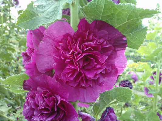 x1 Hollyhock Chaters Purple 19cm/3Ltr