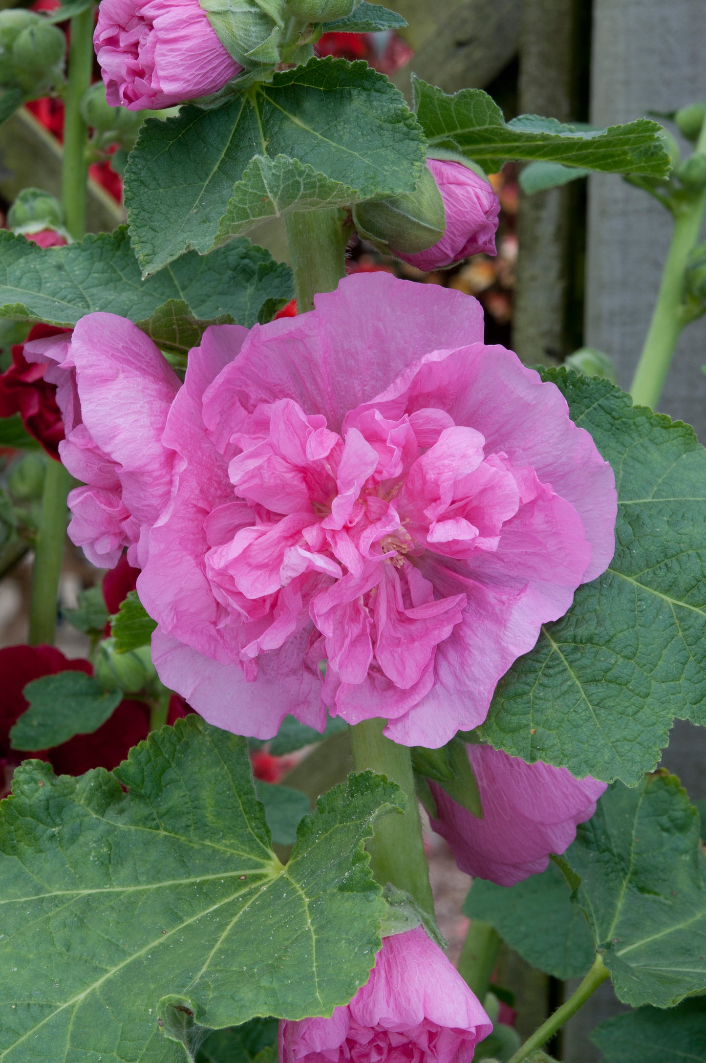 x1 Hollyhock Chaters Rose Pink 19cm/3Ltr