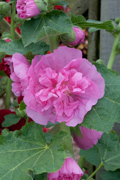x1 Hollyhock Chaters Rose Pink 19cm/3Ltr